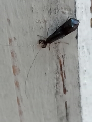 Mystacides azureus