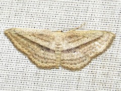 Scopula bigeminata