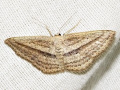 Scopula bigeminata