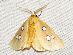 Rhanidophora cinctigutta