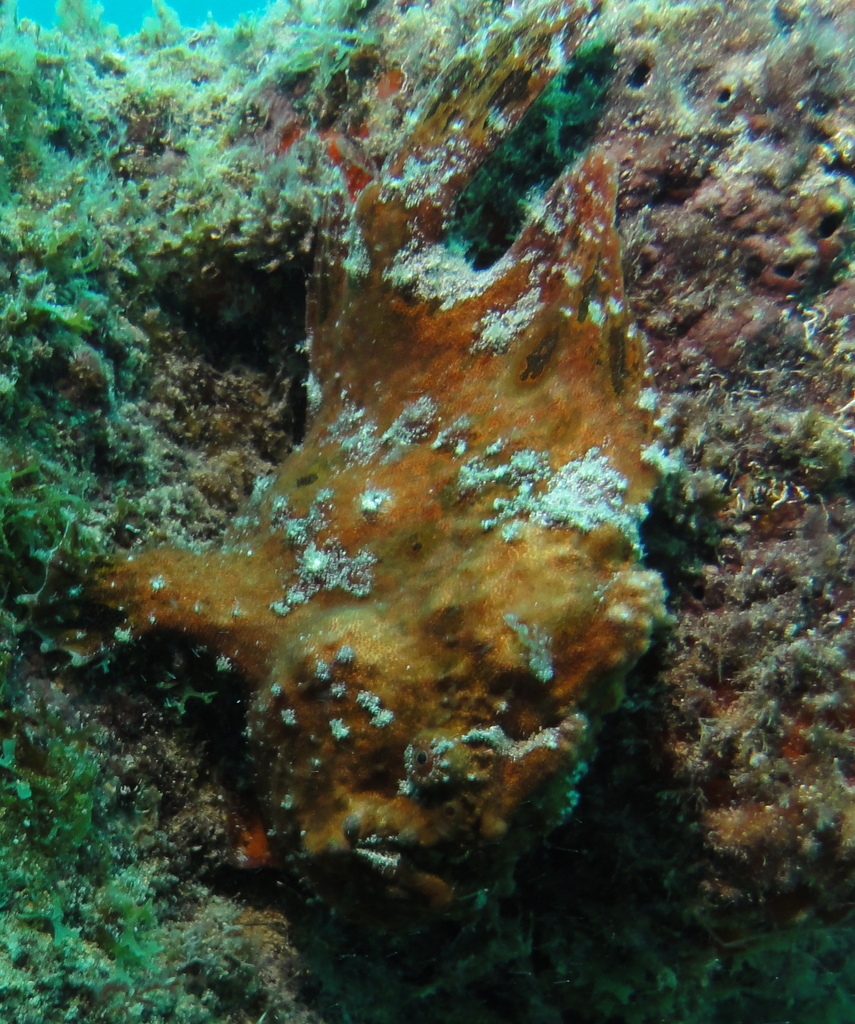Senegalese Frogfish