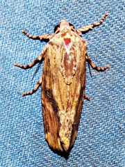 Magusa versicolora