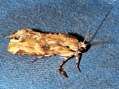 Magusa versicolora