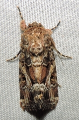 Spodoptera umbraculata