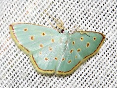 Comostolopsis stillata stillata