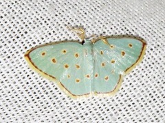 Comostolopsis stillata stillata