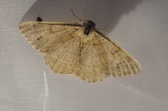 Digrammia muscariata