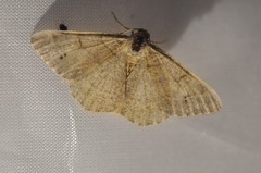 Digrammia muscariata