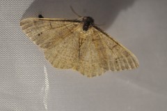 Digrammia muscariata