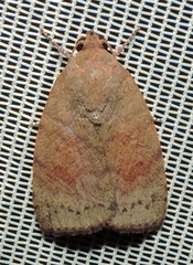 Austrocarea iocephala