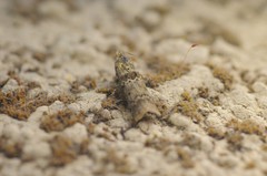 Ancylosis undulatella