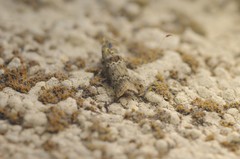 Ancylosis undulatella