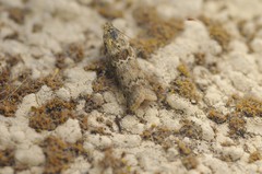 Ancylosis undulatella