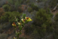 Aspalathus spinosa spinosa
