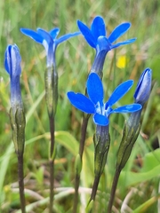 Gentiana rostanii