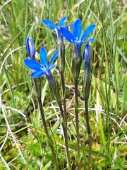 Gentiana rostanii