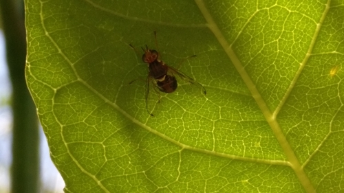 photo of Olive Fruit Fly (Bactrocera oleae)