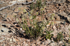 Ptilotus clementii