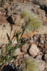 Ptilotus clementii