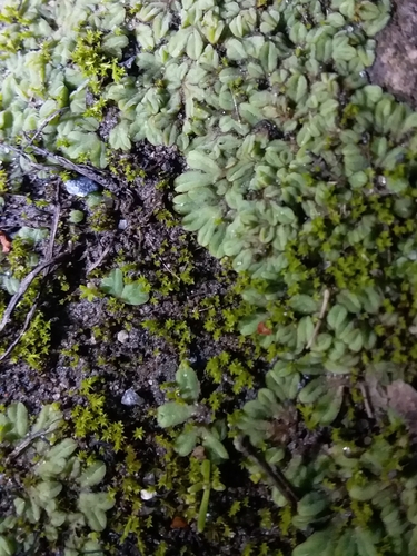 Image of Riccia subbifurca by no rights reserved