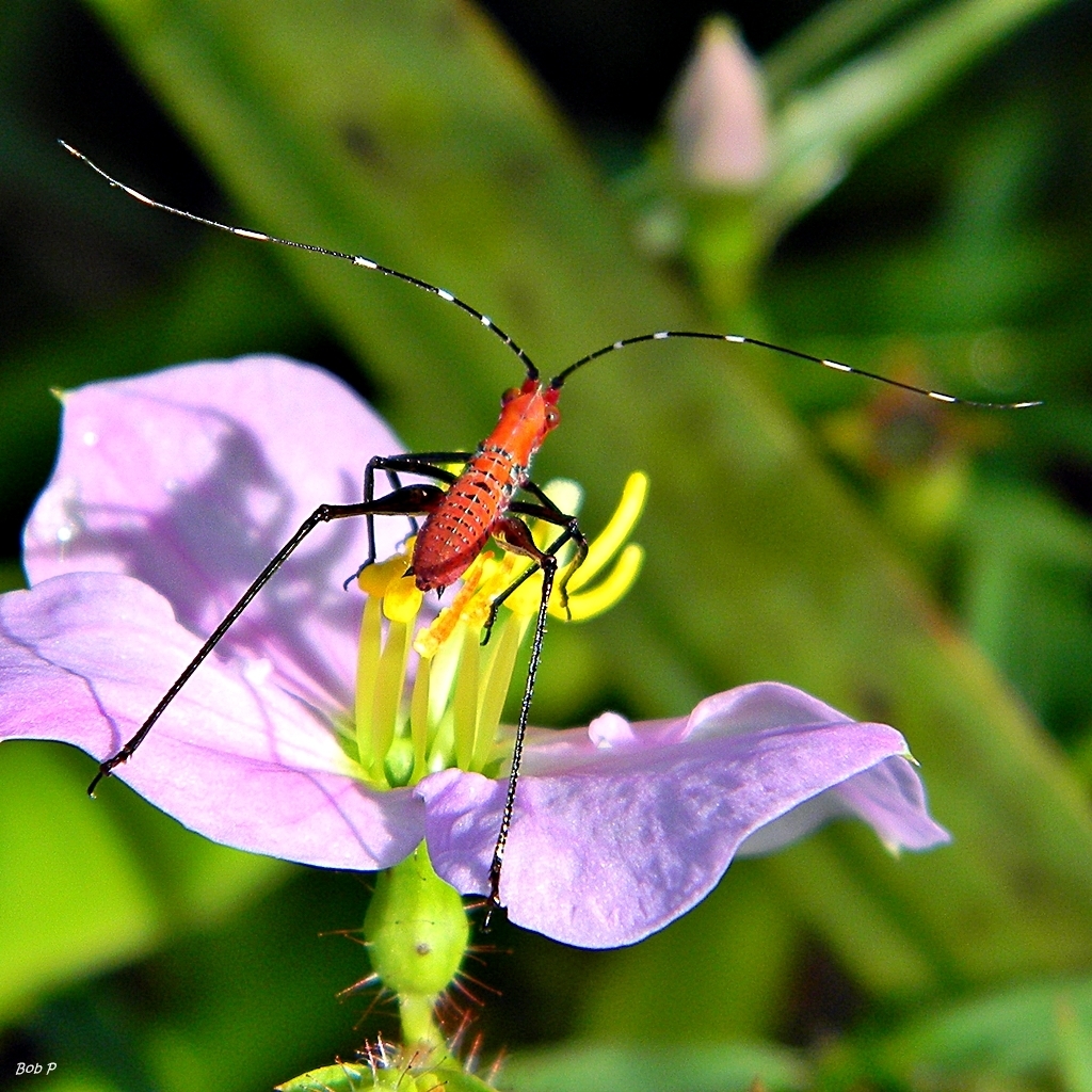 southeastern bush katydid