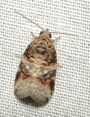 Garella vallata
