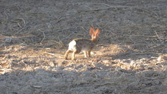 Sylvilagus audubonii