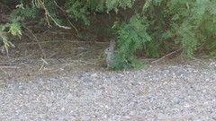 Sylvilagus audubonii