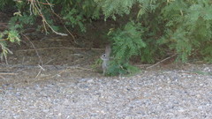 Sylvilagus audubonii