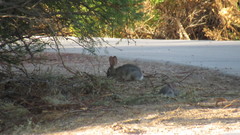 Sylvilagus audubonii