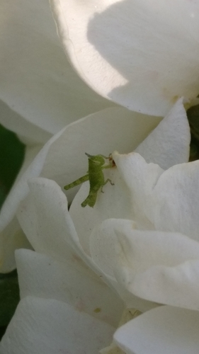 photo of Gray Bird Grasshopper (Schistocerca nitens)