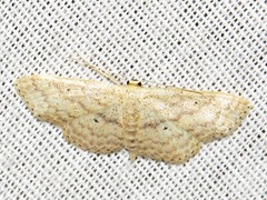 Scopula spoliata