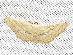 Scopula spoliata