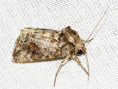 Ctenoplusia accentifera