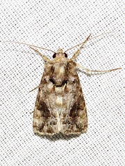 Ctenoplusia accentifera