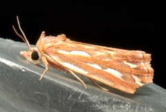 Meyrickella torquesauria