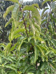Prunus africana