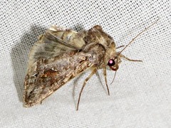 Ctenoplusia accentifera