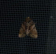 Chytonix palliatricula