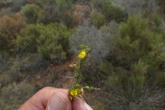 Aspalathus spinosa spinosa