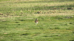 Charadrius vociferus