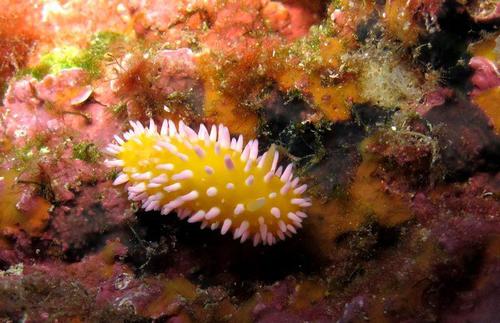Cadlinella