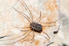 Platybunus