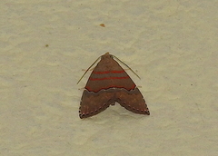 Nolasena ferrifervens