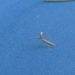 photo of Mantises (Mantodea)