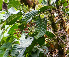 Cyrtochilum serratum
