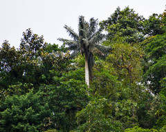 Ceroxylon ventricosum