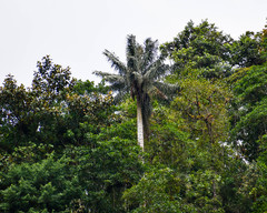 Ceroxylon ventricosum