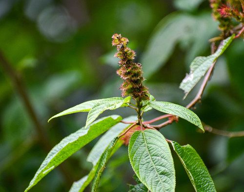 Acalypha padifolia