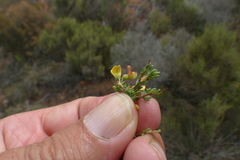 Aspalathus spinosa spinosa